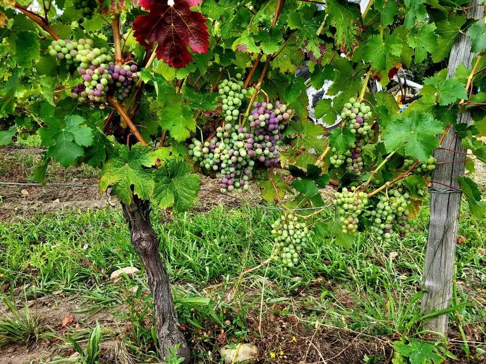 aoc chinon à Beaumont-en-Véron
