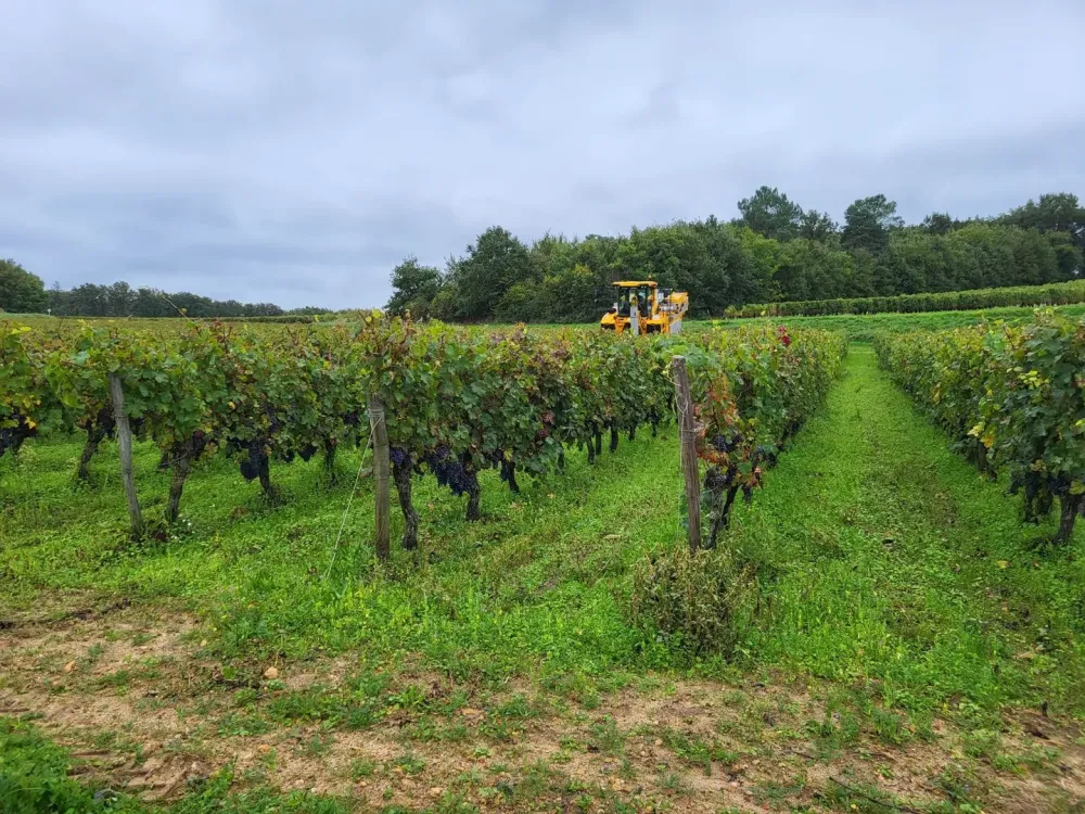 aop chinon à Beaumont-en-Véron