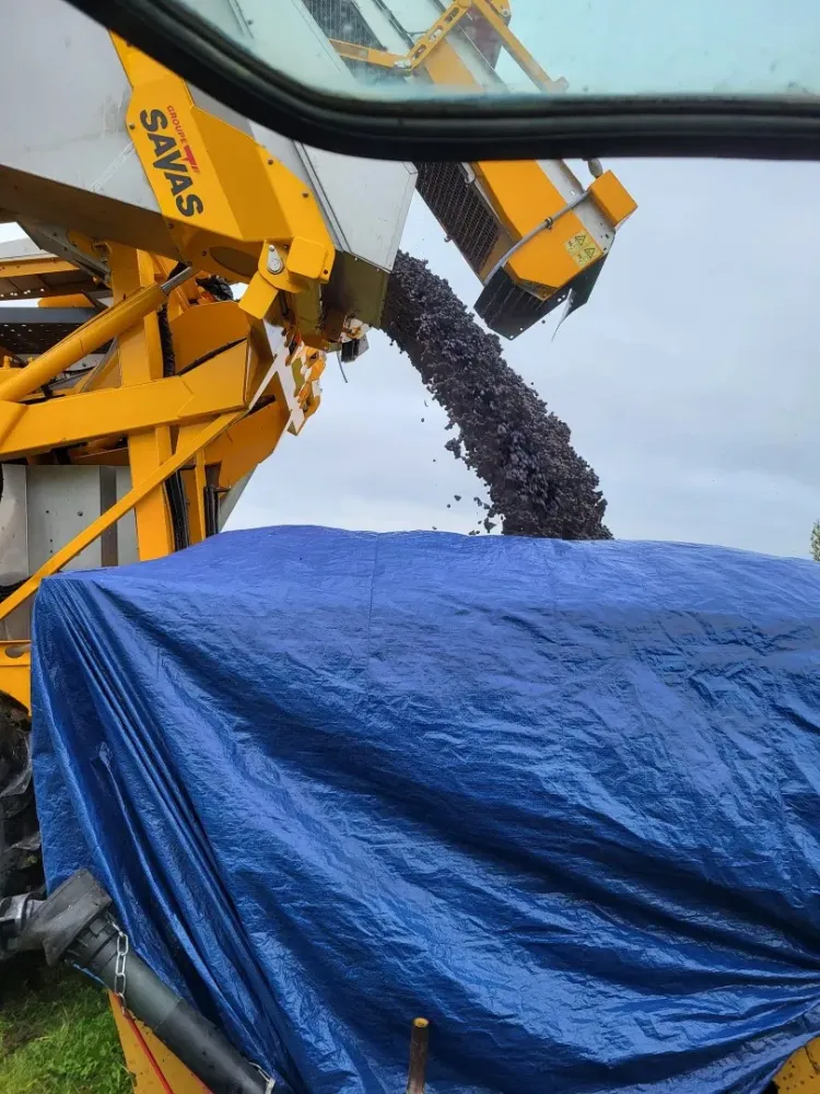 viticulteur à Beaumont-en-Véron