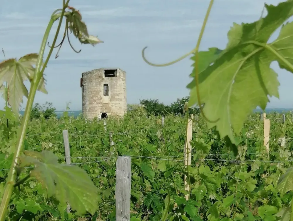 domaine viticole à Beaumont-en-Véron