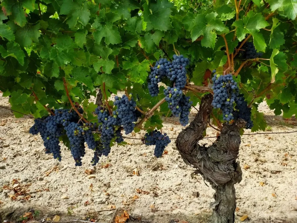 vignoble à Beaumont-en-Véron